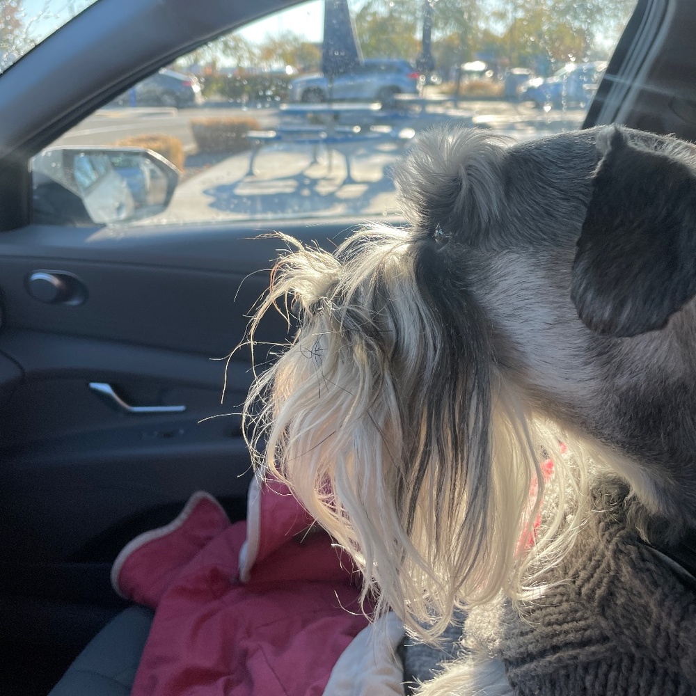 Puppichino Fall Morning